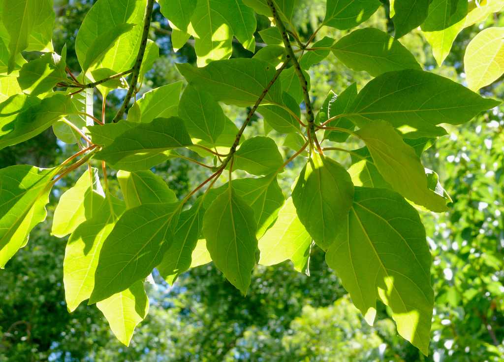 Chinese Sassafras