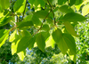 Chinese Sassafras - Photo (c) James Gaither, some rights reserved (CC BY-NC-ND)