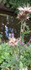 Cirsium vulgare