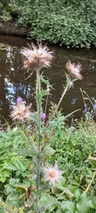 Cirsium vulgare
