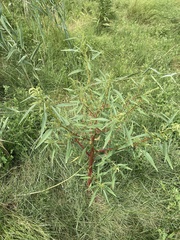 Amaranthus cannabinus