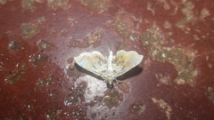 Musotima