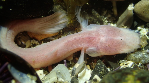 Blind goby (Typhlogobius californiensis) — Gobiidae — 5