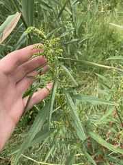 Amaranthus cannabinus