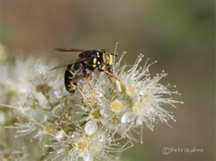 Spilomyia diophthalma