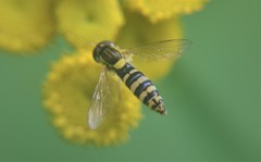 Syrphidae