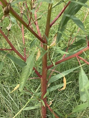 Amaranthus cannabinus