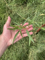 Amaranthus cannabinus