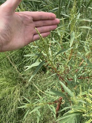 Amaranthus cannabinus