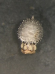 Scleria pauciflora pauciflora