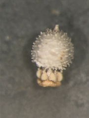 Scleria pauciflora pauciflora