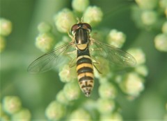 Syrphidae