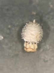 Scleria pauciflora pauciflora