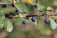 Cotoneaster melanocarpus