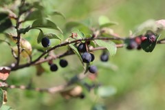 Cotoneaster melanocarpus