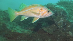 Canary Rockfish photo 4