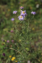 Aster altaicus