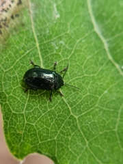 Phratora laticollis