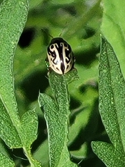 Zygogramma signatipennis