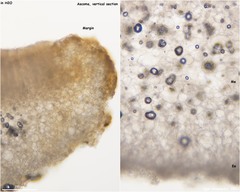 Peziza griseorosea