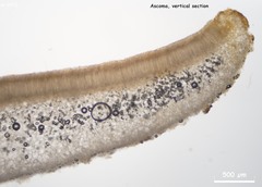 Peziza griseorosea