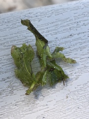 Potamogeton richardsonii