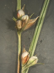 Scleria pauciflora pauciflora