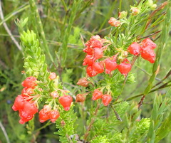 Erica ardens