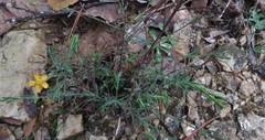 Hypericum silenoides
