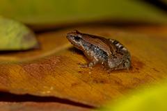 Microhyla nilphamariensis