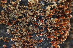 Xylobolus spectabilis