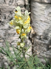 Linaria vulgaris