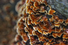 Xylobolus spectabilis