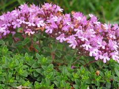 Thymus longicaulis