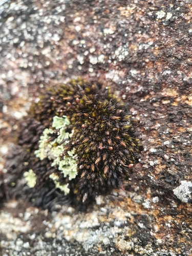Variety Andreaea rothii rothii · iNaturalist