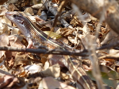 Gerrhosaurus nigrolineatus