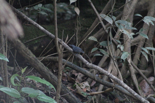 Long-winged Antwren (Myrmotherula longipennis)