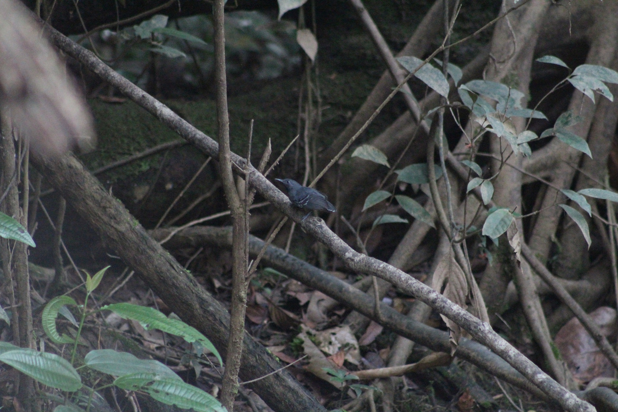 Long-winged Antwren (Myrmotherula longipennis), photo 1