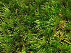 Campylopus flexuosus