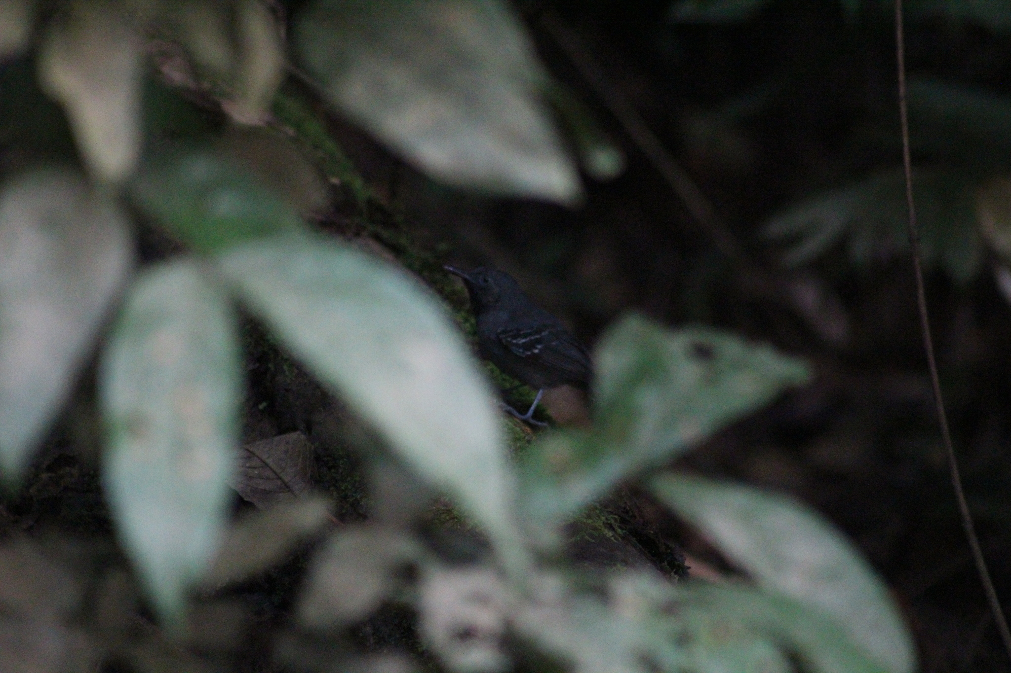 Long-winged Antwren (Myrmotherula longipennis), photo 2