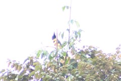 Pteroglossus pluricinctus