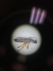 Ligyrocoris diffusus