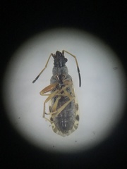 Ligyrocoris diffusus