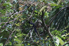 Cyanocorax violaceus