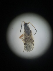 Ligyrocoris diffusus