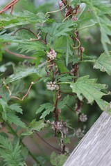 Cuscuta europaea