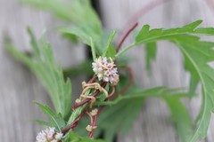 Cuscuta europaea