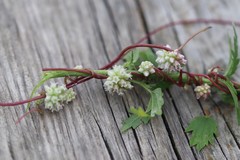 Cuscuta europaea