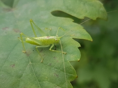 Meconema meridionale