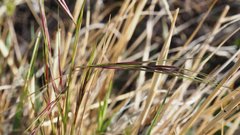 Aristida ternipes gentilis